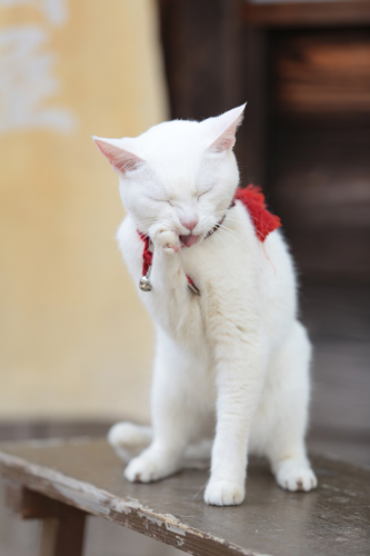 猫侍の写真家石川登栂子さんが「猫をかわいく撮る3カ条」伝授