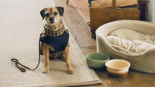 愛犬ドロシーはアレックスから妻への贈り物、映画『ニューヨーク 眺めのいい部屋売ります』より