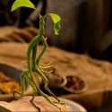 ボウトラックル[Bowtruckle]、映画『ファンタスティック・ビーストと魔法使いの旅』（デヴィッド・イェーツ監督）の魔法動物