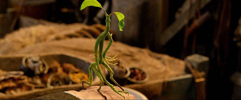 ボウトラックル[Bowtruckle]、映画『ファンタスティック・ビーストと魔法使いの旅』（デヴィッド・イェーツ監督）の魔法動物