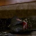 ニフラー[Niffler]、映画『ファンタスティック・ビーストと魔法使いの旅』（デヴィッド・イェーツ監督）の魔法動物