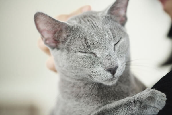 映画『猫は抱くもの』ロシアンブルーは沢尻エリカのもとで「グリグリ」と名付けられた