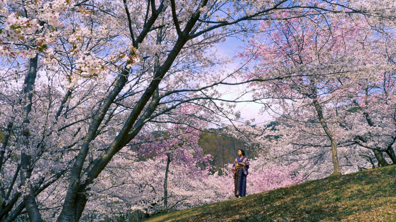 映画『ソローキンの見た桜』初ビジュアル